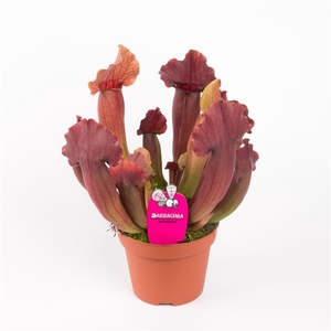 Plantes Carnivores Sarracenia maroon