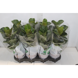 FICUS LYRATA BAMBINO P15 COMPACTO
