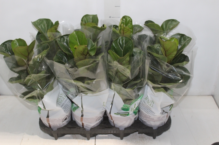 <h4>FICUS LYRATA BAMBINO P15 COMPACTO</h4>
