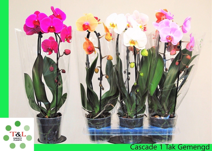 <h4>Cascade 1 tak gemengd</h4>