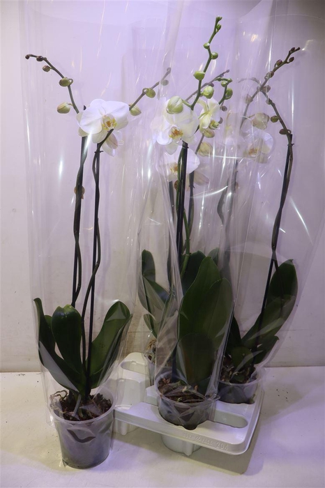 <h4>Phal Ov Wit</h4>