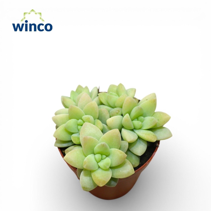 <h4>Sedum Blue Brazil</h4>