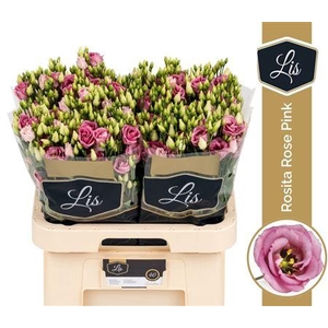 Eus G Rosita Rose Pink
