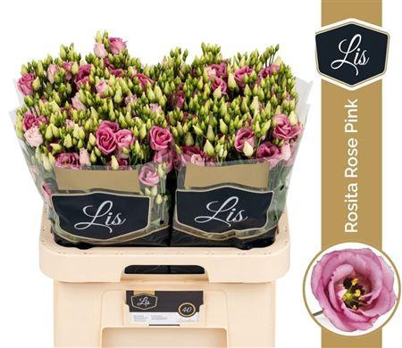 <h4>Eus G Rosita Rose Pink</h4>
