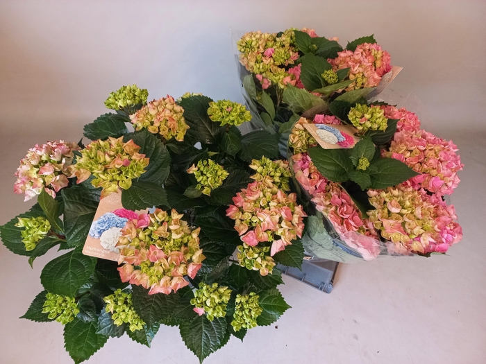 <h4>HYDR M HI RIVER</h4>