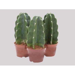 CACTUS MANDACARU P11 SEM ESPINHOS