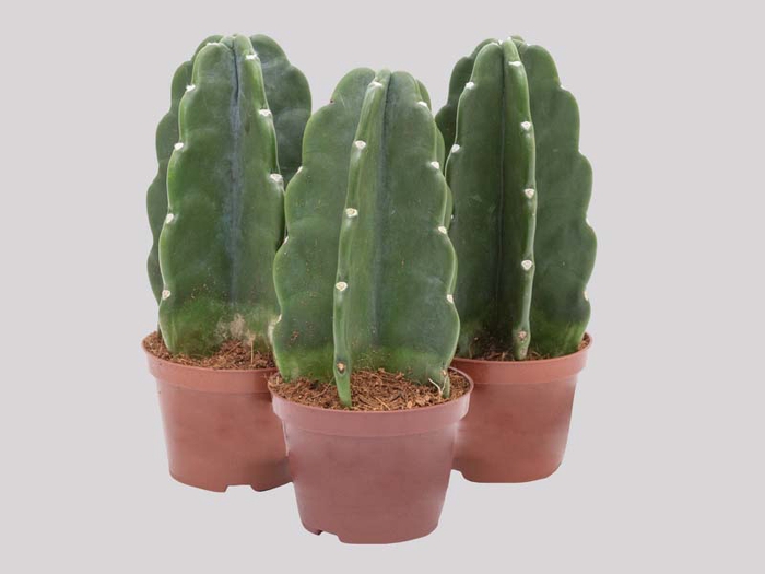 <h4>CACTUS MANDACARU P11 SEM ESPINHOS</h4>