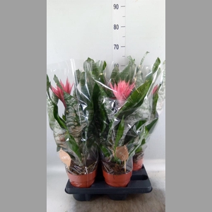 Aechmea fasciata 'Primera'