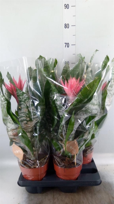 <h4>Aechmea fasciata 'Primera'</h4>