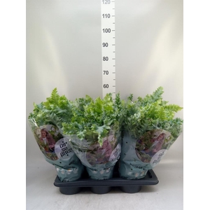Phlebodium aureum 'Davana'