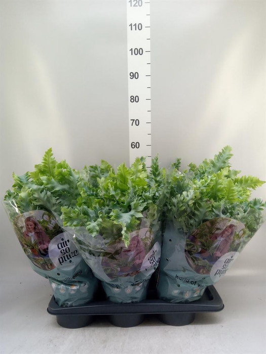 <h4>Phlebodium aureum 'Davana'</h4>