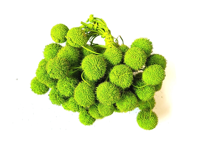 Small ball per bunch in poly Light Green