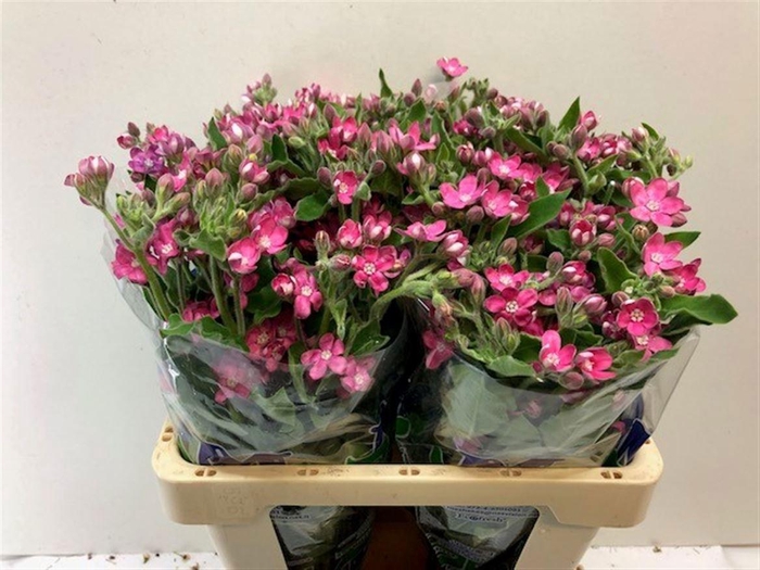 <h4>OXY CO PINK HARMONY</h4>