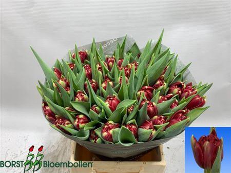 <h4>Tu Du Red Eye</h4>