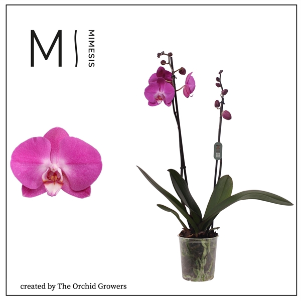 <h4>Mimesis Phal. Lady Fantasy - 2 spike 12cm</h4>