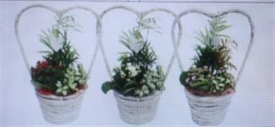 <h4>5472 HENGSELMANDJE VALENTIJN</h4>