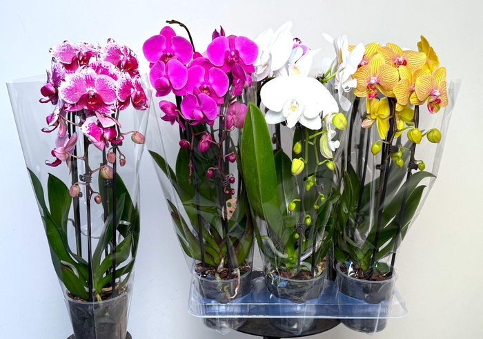 PHAL EL CASCADE