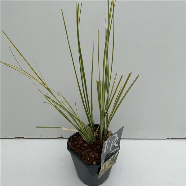 <h4>Cortaderia sell. 'Mini Goldpampas' P17 (2ltr)</h4>