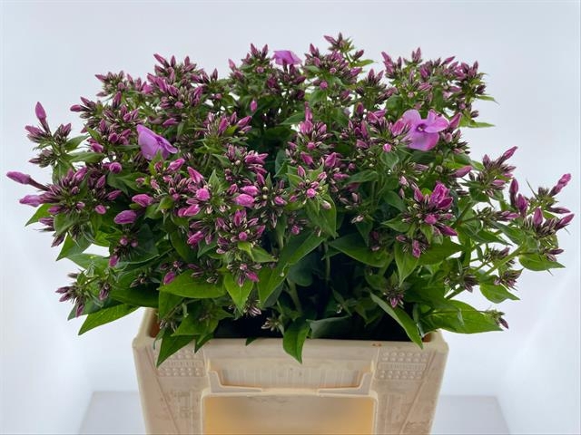 <h4>PHLOX P REBEL LADY</h4>