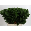 Ruscus Hypophyllum
