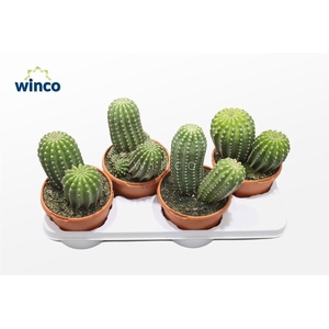 Trichocereus Grandiflorus