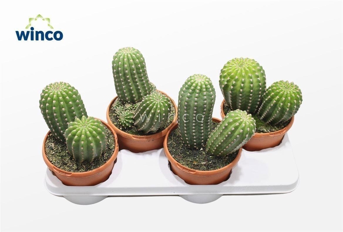 <h4>Trichocereus Grandiflorus</h4>