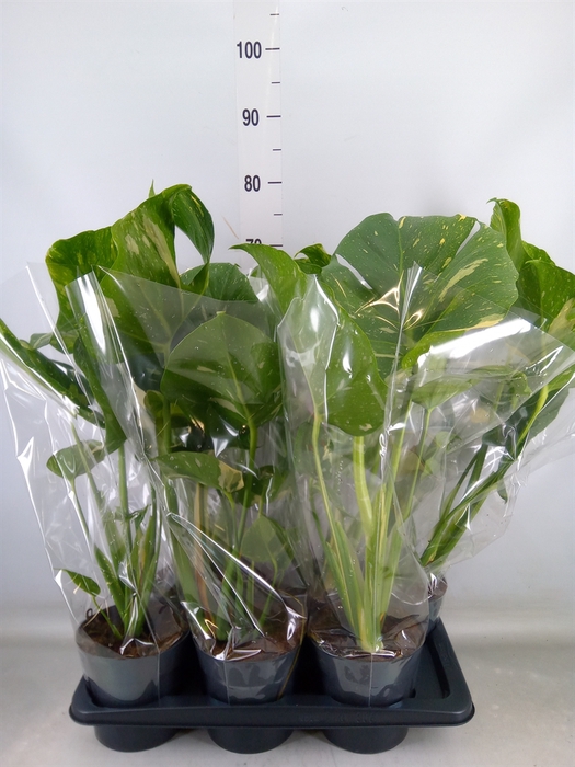 <h4>Monstera delic. 'Thai Constellatio'</h4>