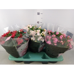 Begonia elat. EN 'Betulia' ..mix
