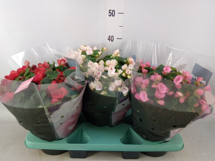 <h4>Begonia elat. EN 'Betulia' ..mix</h4>