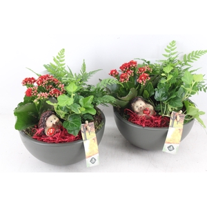 arr2 JS - Ker. bolschaal x3 rood