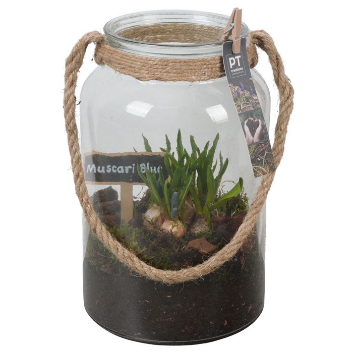 <h4>Arr.  Muscari L%</h4>