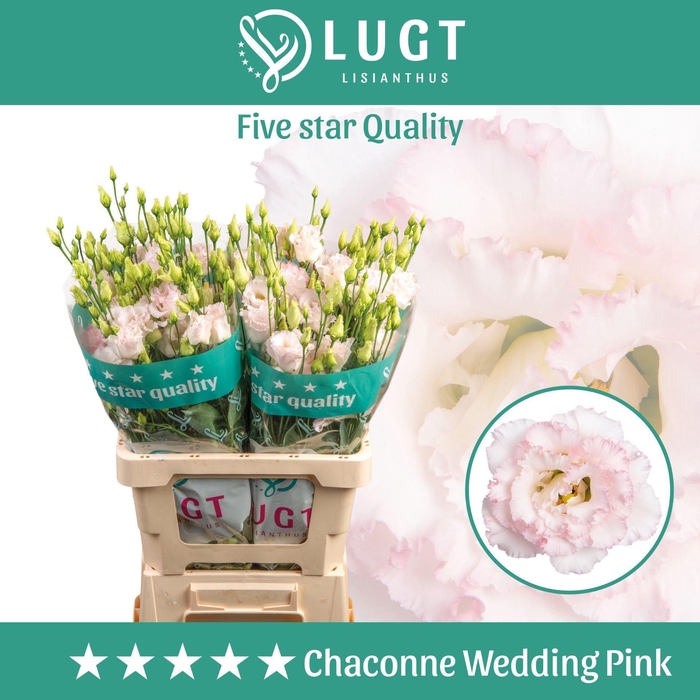 <h4>EUSTOMA RUSS. DU 'CHACONNE WED PIN'</h4>