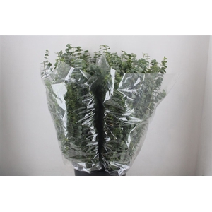 Euca Baby Blue 200gr P Bunch