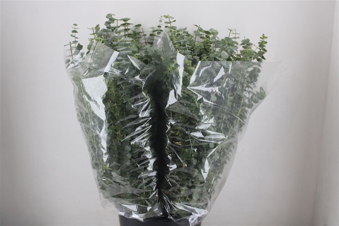 <h4>Euca Baby Blue 200gr P Bunch</h4>