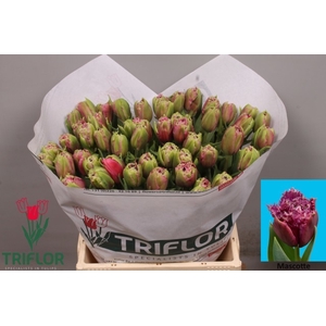 Tulipa fr mascotte