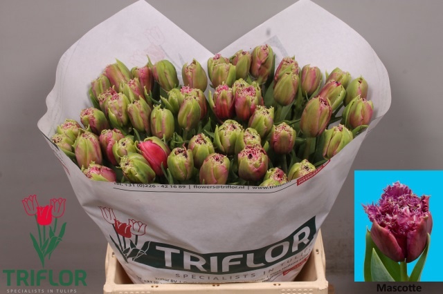 <h4>Tulipa fr mascotte</h4>