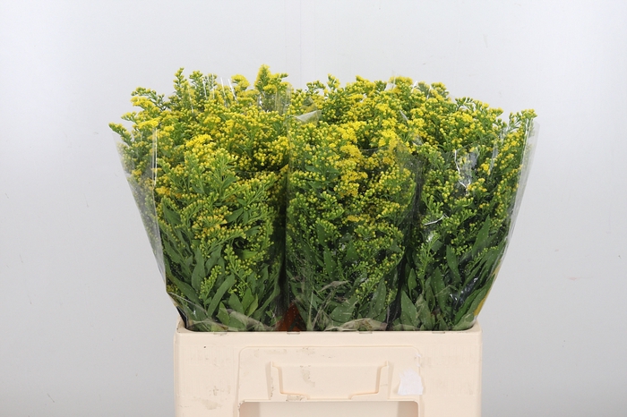 Solidago Carzan Glor