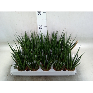 Sansevieria  'Fernwood'