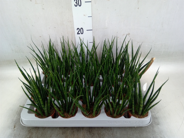 <h4>Sansevieria  'Fernwood'</h4>