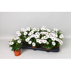 OSTEO SENORI CHRISTI