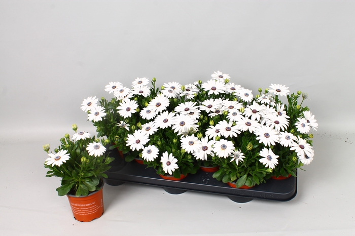 <h4>OSTEO SENORI CHRISTI</h4>