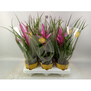 Tillandsia  'Antonio'
