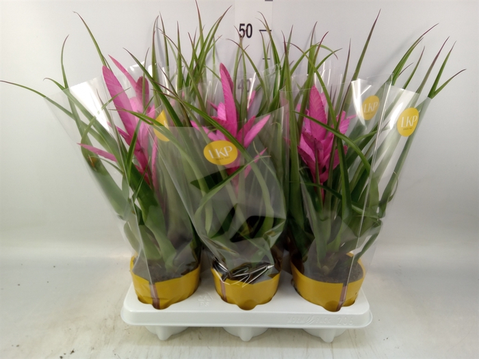 <h4>Tillandsia  'Antonio'</h4>