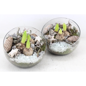 arr4 Hyacint MB - Glas halve maan 402/2