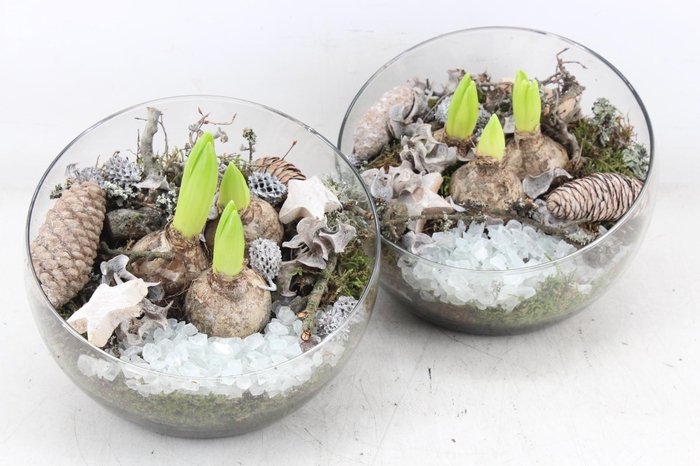 <h4>arr4 Hyacint MB - Glas halve maan 402/2</h4>