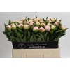 Paeonia Florence Nicholls