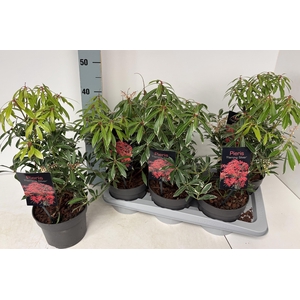 PIERIS FLAMING SILVE