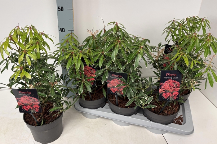 <h4>PIERIS FLAMING SILVE</h4>