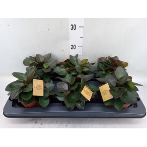 Peperomia clusiifolia 'Red Margin'