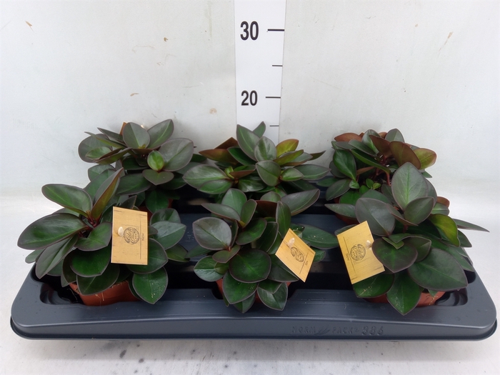 <h4>Peperomia clusiifolia 'Red Margin'</h4>